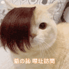 萌宠 猫咪 禁止访问 呆萌 可爱