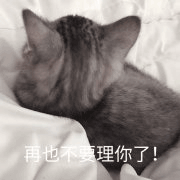 沙雕猫