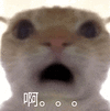 萌宠 猫咪 啊 呆萌 可爱