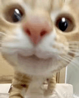 萌宠 猫咪 开心 呆萌 可爱