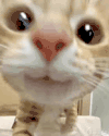 萌宠 猫咪 开心 呆萌 可爱