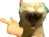 萌宠 猫咪 笑 呆萌 可爱