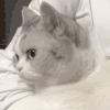 萌宠 猫咪 生气 呆萌 可爱
