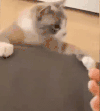 萌宠 猫咪 打 呆萌 可爱