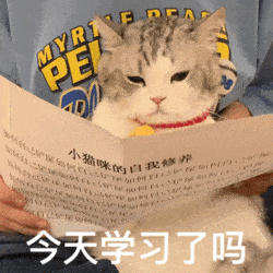 萌宠 猫咪 今天学习了吗 呆萌 可爱