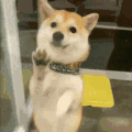 萌宠 狗狗 开心 呆萌 可爱