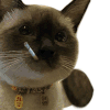 萌宠 猫咪 打 呆萌 可爱