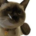 萌宠 猫咪 打 呆萌 可爱