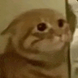 萌宠 猫咪 思考 呆萌 可爱
