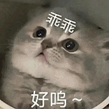 萌寵 貓咪 乖乖好嗚 呆萌 可愛