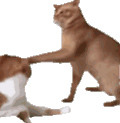 萌宠 猫咪 打你 呆萌 可爱