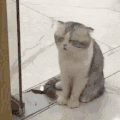 萌宠 猫星人 困了 哈欠 动图