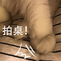 萌宠 猫咪 拍桌 呆萌 可爱