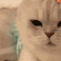 萌宠 猫咪 生气 呆萌 可爱