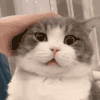 萌宠 猫咪 捏脸 呆萌 可爱
