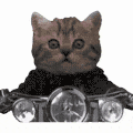 萌宠 猫咪 开车 呆萌 可爱