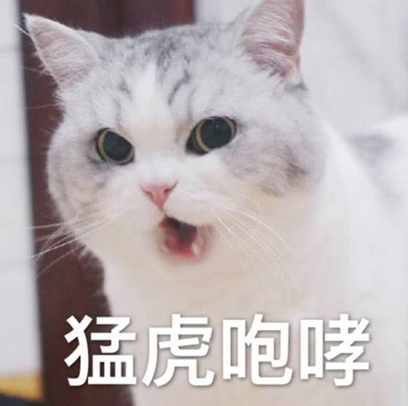 猛虎撒娇表情包图片