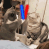 萌宠 猫咪 打 呆萌 可爱