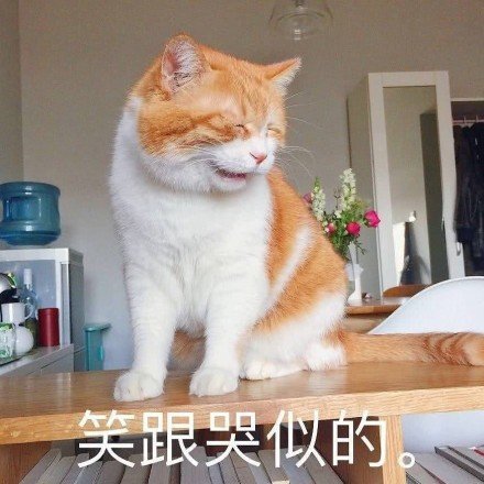 猫咪苦笑表情包图片