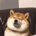 萌宠 狗 困 呆萌 可爱