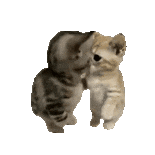 猫咪 可爱 搞怪 沙雕