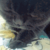 萌宠 猫咪 踩 呆萌 可爱