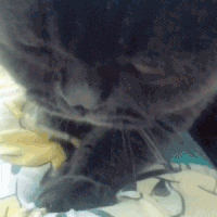 萌宠 猫咪 踩 呆萌 可爱