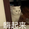 萌宠 猫咪 嗨起来 呆萌 可爱