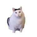 萌宠 猫咪 好奇 呆萌 可爱