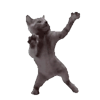 萌宠 猫咪 跳舞 呆萌 可爱