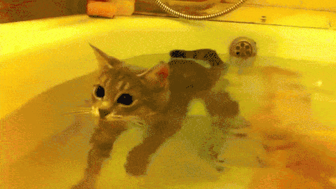 喵星人洗澡可爱萌宠猫咪猫gif动图