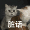 萌宠 猫咪 脏话 呆萌 可爱
