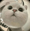 萌宠 猫咪 盯 呆萌 可爱