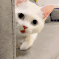 萌宠 猫咪 我来了 呆萌 可爱
