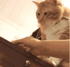 萌宠 猫咪 掉下 呆萌 可爱