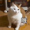 萌宠 猫咪 哦 呆萌 可爱
