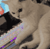 萌宠 猫咪 擦头 呆萌 可爱