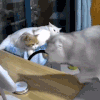 萌宠 猫咪 我来了 呆萌 可爱