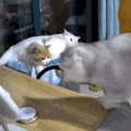 萌宠 猫咪 我来了 呆萌 可爱