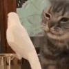 萌宠 猫咪 打你 呆萌 可爱