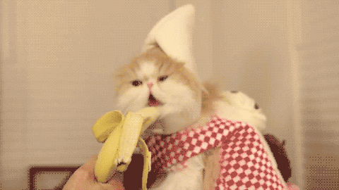 香蕉gif猫咪gif吃货gif可爱gif