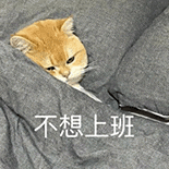 萌宠 猫咪 不想上班 呆萌 可爱