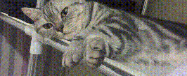 柴郡猫猫表情包gif图片