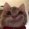 萌宠 猫咪 开心 呆萌 可爱