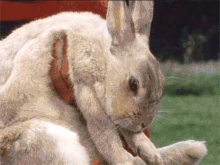 兔子吃草动态表情包图片