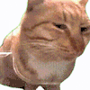 萌宠 猫咪 嫌弃 呆萌 可爱