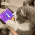 萌宠 猫咪 打游戏 呆萌 可爱