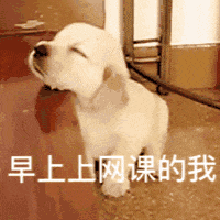 萌宠 狗狗 早上上网课的我 呆萌 可爱