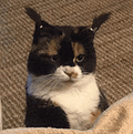 萌宠 猫咪 扎头发 呆萌 可爱