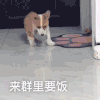 萌宠 狗狗 来群里要饭 呆萌 可爱